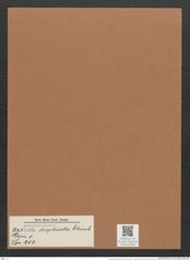 Navicula duplicata Ehrenb. (de-Toni-Nr.: Genus 1, Species 253) Zeichnungen Sammlung Grunow Mappe 00199 (Herbarium_W_Grunow_drawings_Folder_00199)